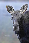 Click to see Y_DSC0012.JPG