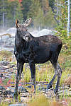 Click to see Y_DSC0015-MOD.JPG