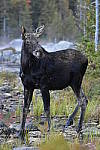 Click to see Y_DSC0015.JPG