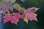 Click to see Y_DSC0159.JPG