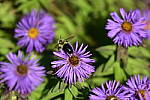 Click to see Y_DSC0249.JPG
