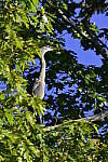 Click to see Y_DSC0287.JPG