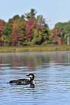 Click to see Y_DSC0306.JPG