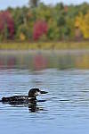 Click to see Y_DSC0308.JPG