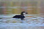 Click to see Y_DSC0312.JPG