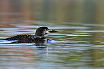 Click to see Y_DSC0315.JPG