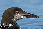 Click to see Y_DSC0324-MOD.JPG