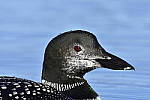 Click to see Y_DSC0325.JPG