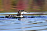 Click to see Y_DSC0337.JPG
