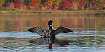 Click to see Y_DSC0350-MOD.JPG