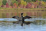 Click to see Y_DSC0350.JPG