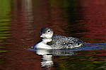 Click to see Y_DSC0412.JPG