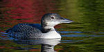 Click to see Y_DSC0413-MOD.JPG