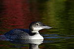 Click to see Y_DSC0413.JPG