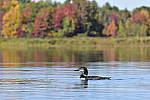Click to see Y_DSC0457.JPG