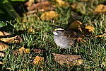 Click to see Y_DSC0498.JPG