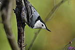 Click to see Y_DSC0504.JPG