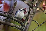 Click to see Y_DSC0505.JPG