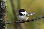 Click to see Y_DSC0514.JPG