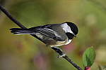 Click to see Y_DSC0517.JPG