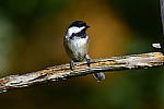 Click to see Y_DSC0596.JPG