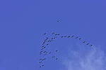 Click to see Y_DSC0603.JPG