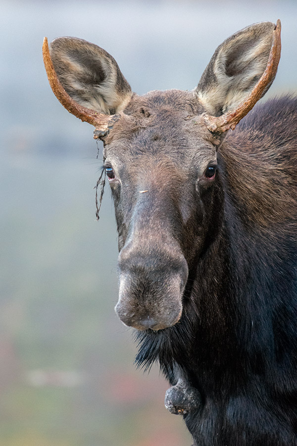 Nikon D3400 Conclusion -- Gallery Image