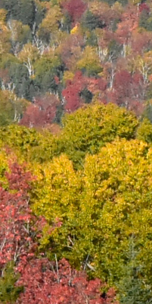 Nikon D3400 Review: Field Test -- Noise Test Image