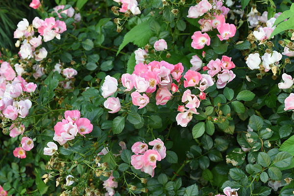 Nikon D4S Review -- sample image