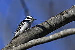 Click to see Y_DSC1450.JPG