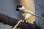 Click to see Y_DSC1476-MOD.JPG