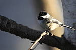 Click to see Y_DSC1476.JPG