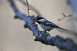Click to see Y_DSC1571.JPG