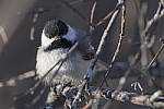 Click to see Y_DSC1632-MOD.JPG