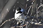 Click to see Y_DSC1632.JPG