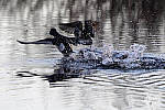 Click to see Y_DSC1710-MOD.JPG