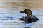Click to see Y_DSC1877-MOD.JPG