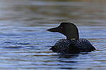 Click to see Y_DSC1877.JPG