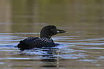 Click to see Y_DSC1878.JPG