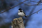 Click to see Y_DSC1924.JPG