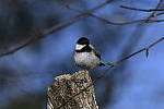 Click to see Y_DSC1926.JPG