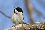 Click to see Y_DSC1932-MOD.JPG