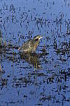 Click to see Y_DSC1954.JPG