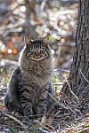 Click to see Y_DSC2010-MOD.JPG