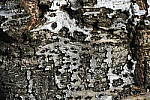 Click to see Y_DSC2168.JPG
