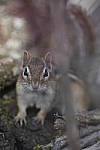 Click to see Y_DSC2224.JPG