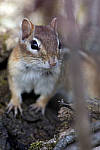 Click to see Y_DSC2262-MOD.JPG