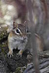 Click to see Y_DSC2262.JPG