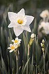 Click to see Y_DSC2506-MOD.JPG