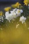 Click to see Y_DSC2513.JPG